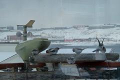 Der er solsikkekerne fest