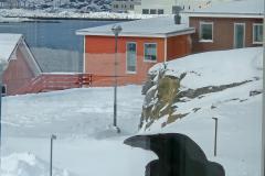 Ravene er ude efter solsikkekerner