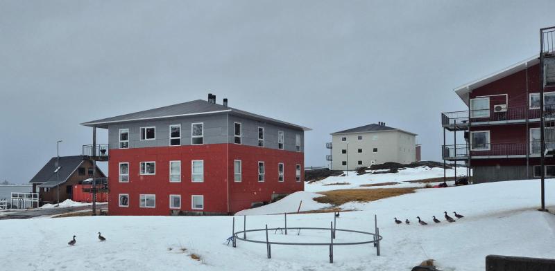 Ænderne leder efter et sted at slå rede og en bid mad