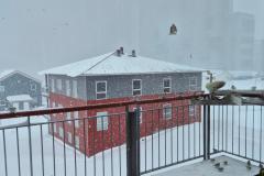 Nogle gange har vi flere hundrede spurve på besøg