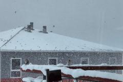 Nogle gange har vi flere hundrede spurve på besøg