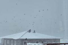 Nogle gange har vi flere hundrede spurve på besøg