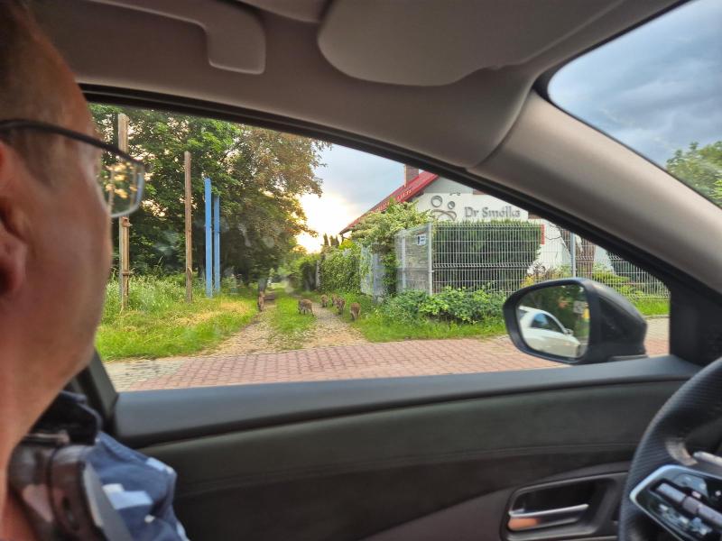 Pludselig var der 9 vildsvin på vejen