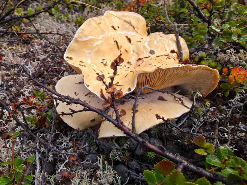 Tur til Sulugsuugutip Kangerlua