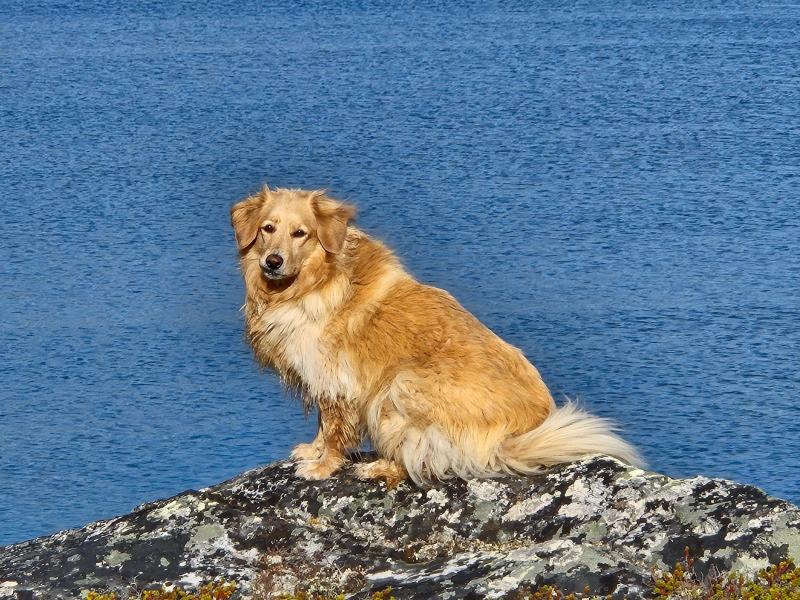 Amitsorssuaq ved Buksefjordens munding
