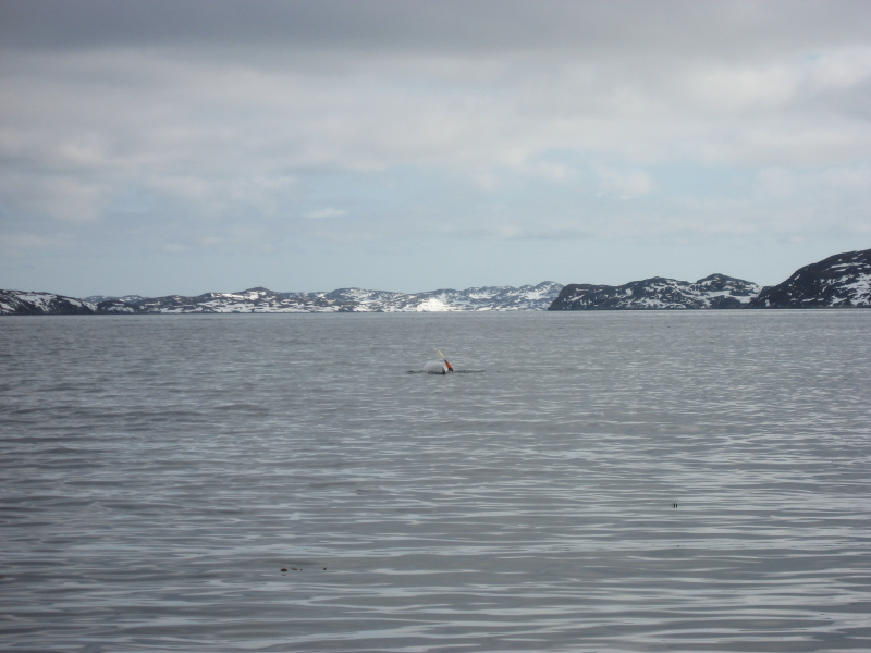 2007-05-17_kajaktur_jesper_soeren_055