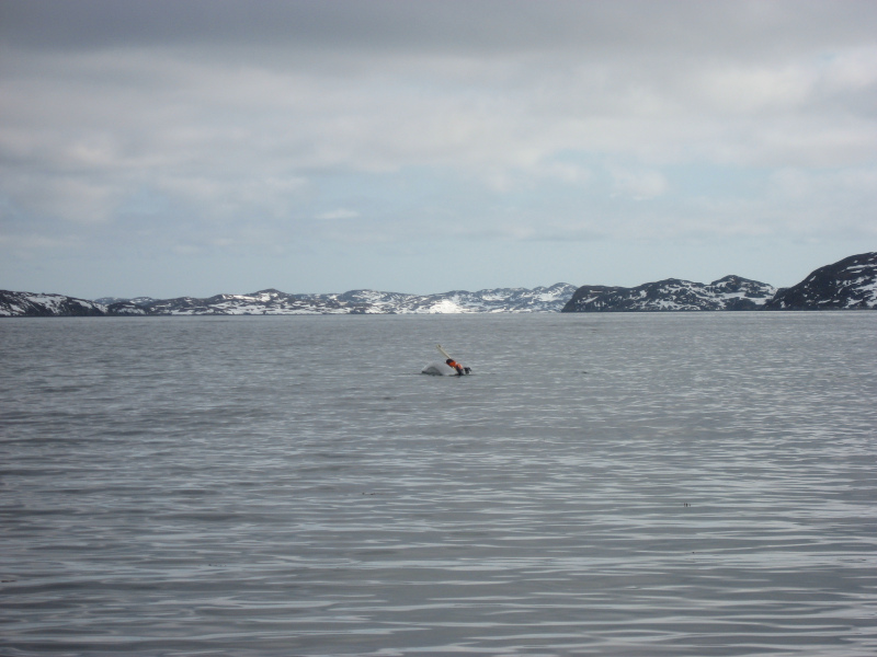2007-05-17_kajaktur_jesper_soeren_056