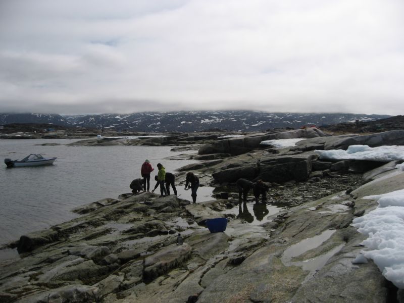 2007-06-14_ilulissat_muslinger_ammassat_004