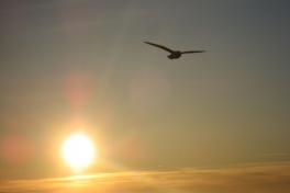 2007-06-16_sol_is_038