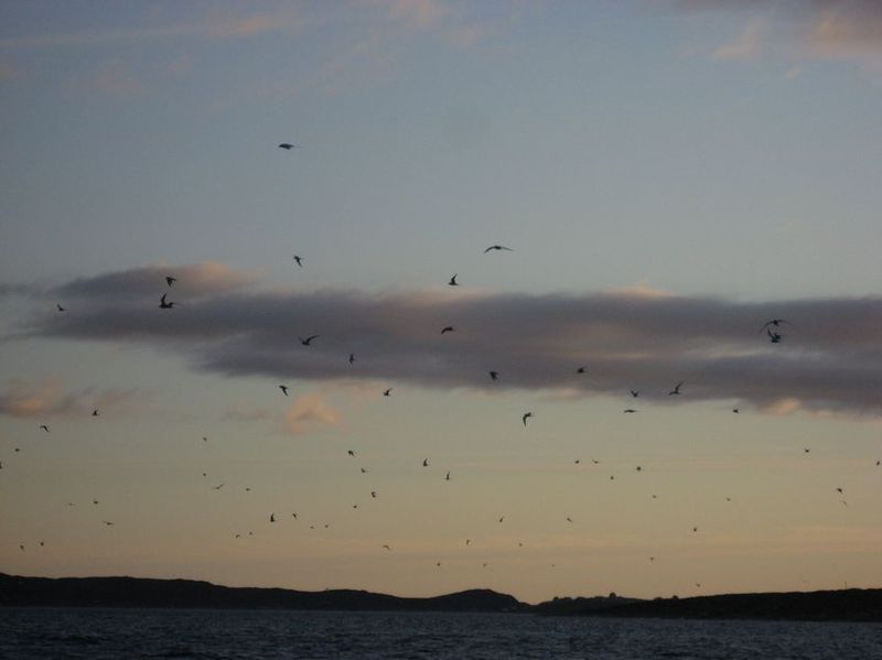 2007-06-21_ilulissat-aasiaat_129