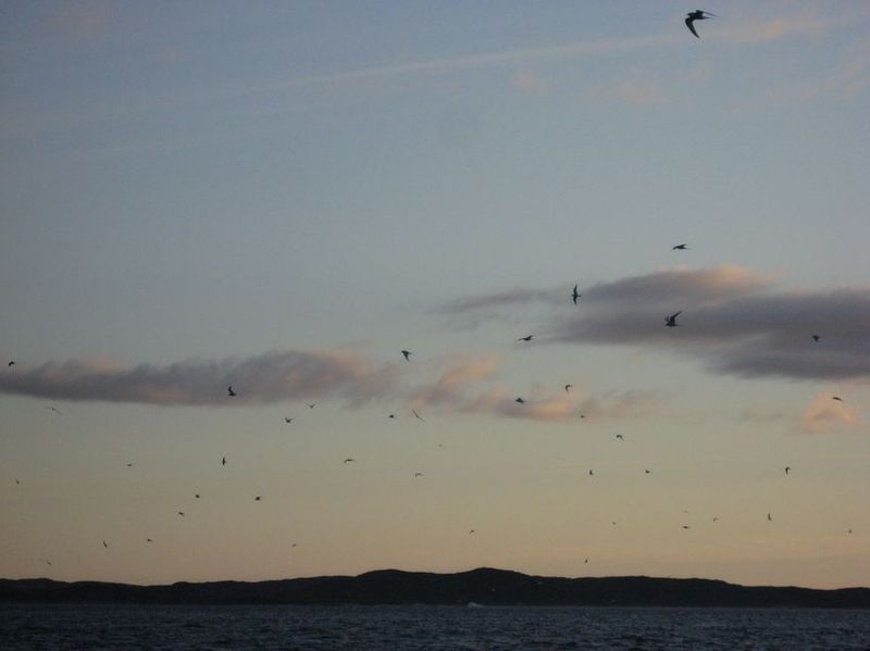 2007-06-21_ilulissat-aasiaat_130