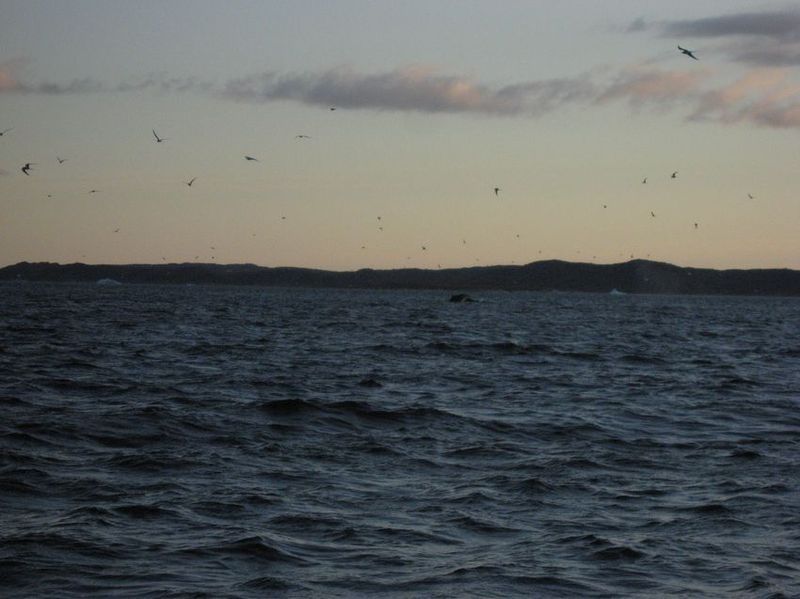2007-06-21_ilulissat-aasiaat_138