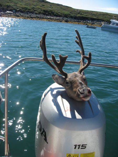 2007-08-31_ameralik_rensdyrjagt_052