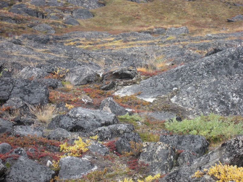 2007-09-06_moskusjagt_093