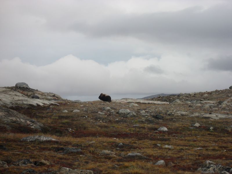 2007-09-06_moskusjagt_098