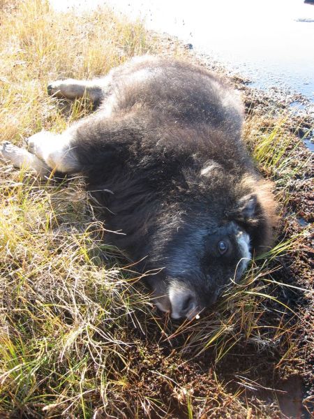 2007-09-06_moskusjagt_133