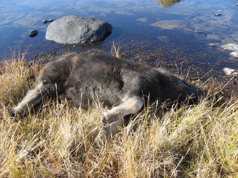 2007-09-06_moskusjagt_134