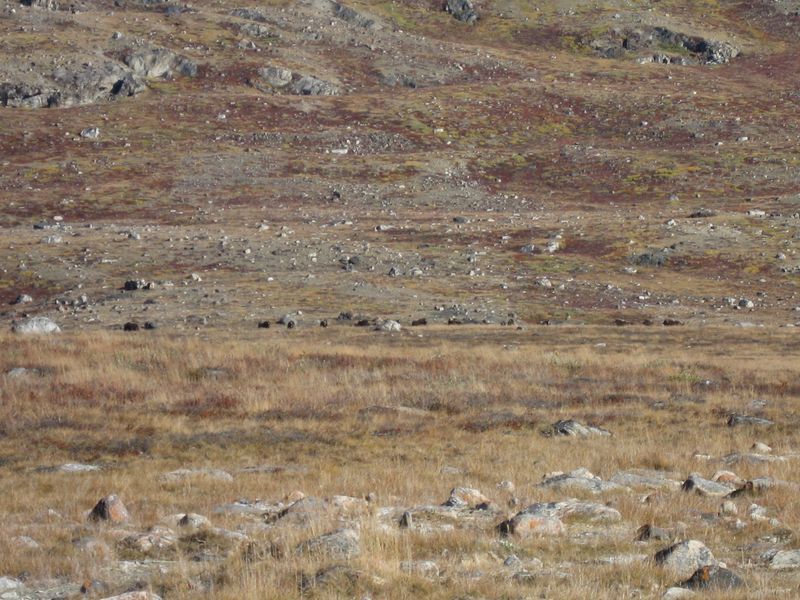 2007-09-06_moskusjagt_135