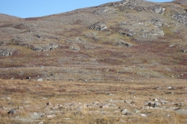 2007-09-06_moskusjagt_136