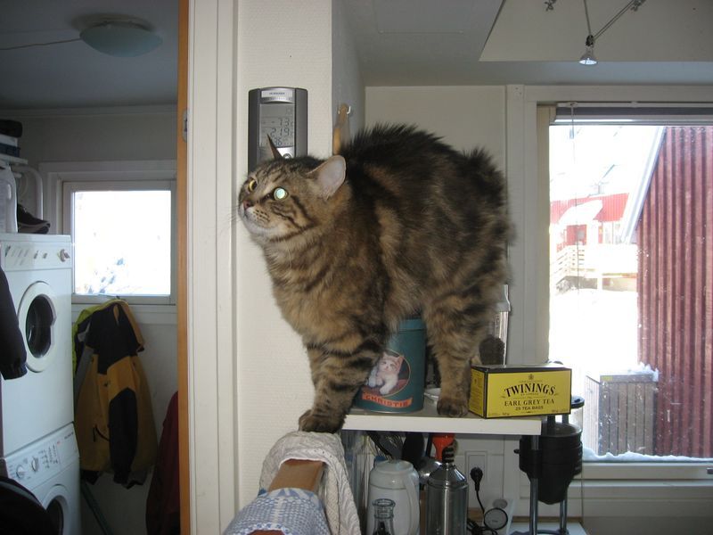 2007-10-31_sammy_013