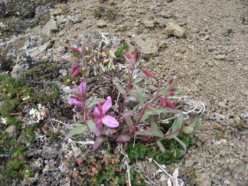 2008-06-27_kanasut_bruno_palle_maren_pjuske_041