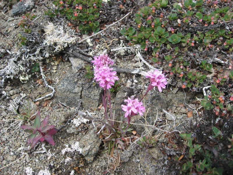2008-06-27_kanasut_bruno_palle_maren_pjuske_042