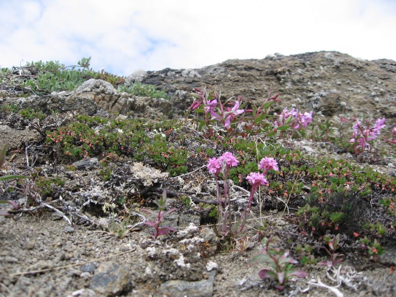 2008-06-27_kanasut_bruno_palle_maren_pjuske_044
