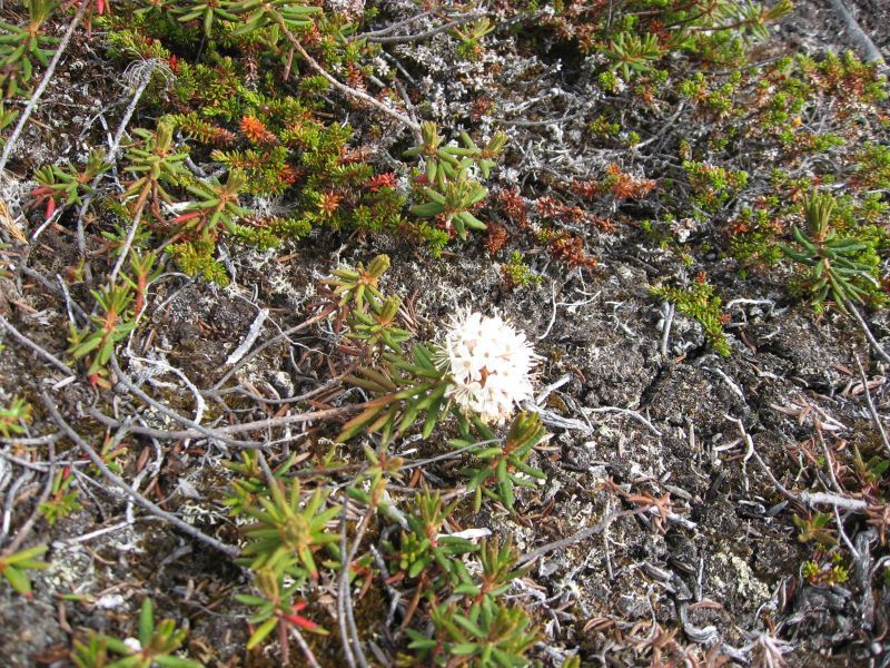 2008-06-27_kanasut_bruno_palle_maren_pjuske_083