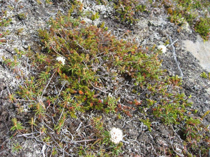2008-06-27_kanasut_bruno_palle_maren_pjuske_084