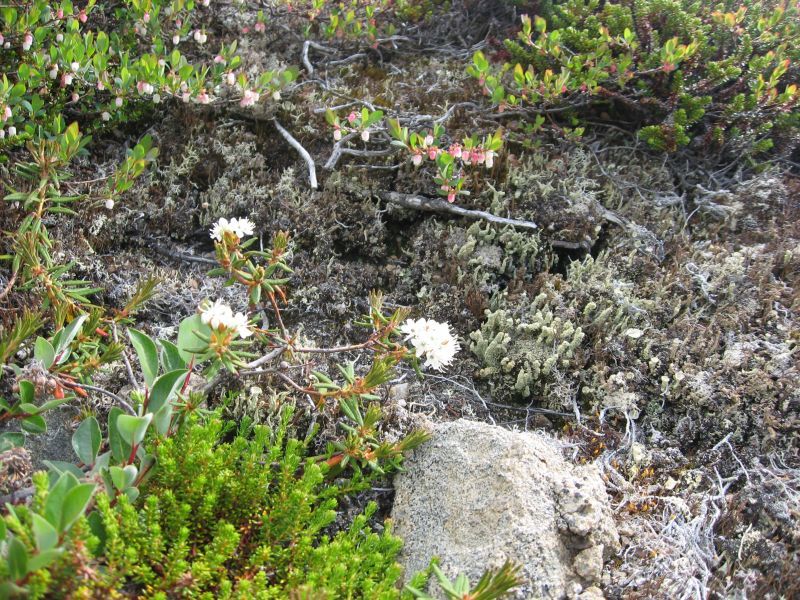 2008-06-27_kanasut_bruno_palle_maren_pjuske_088