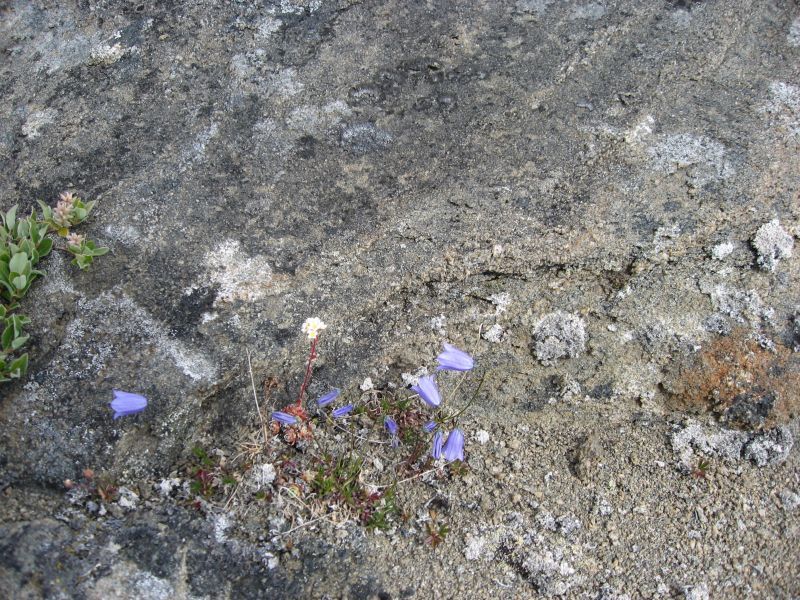 2008-06-27_kanasut_bruno_palle_maren_pjuske_090