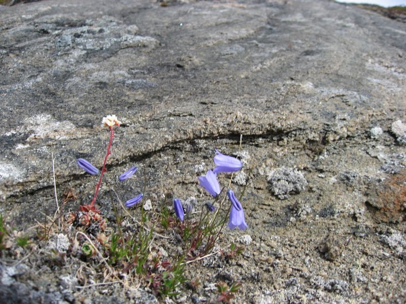 2008-06-27_kanasut_bruno_palle_maren_pjuske_091