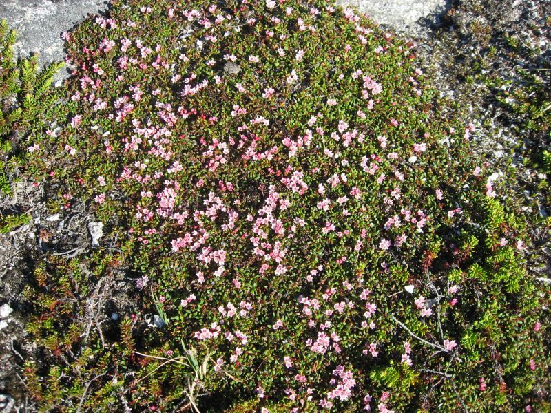 2008-06-24_mette_rumle_blomster_009