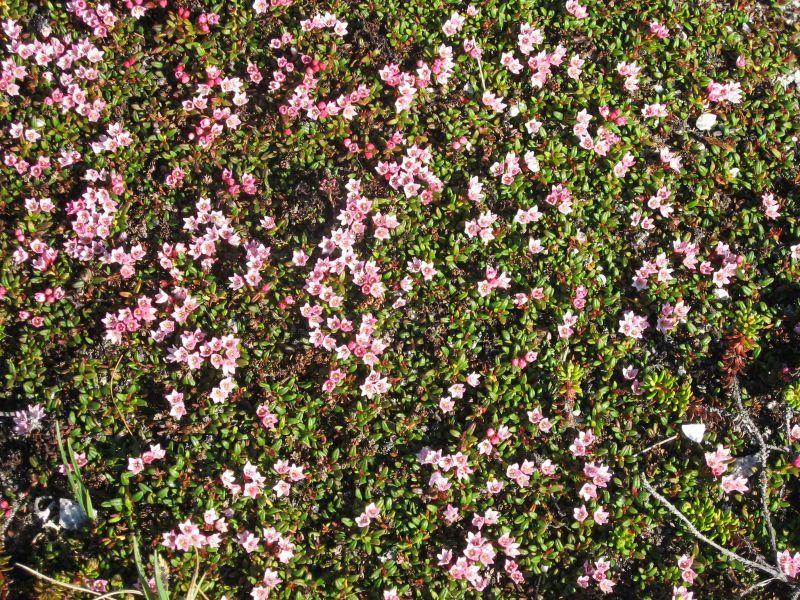 2008-06-24_mette_rumle_blomster_010
