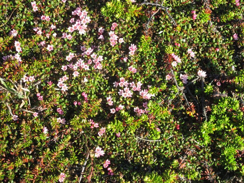 2008-06-24_mette_rumle_blomster_011
