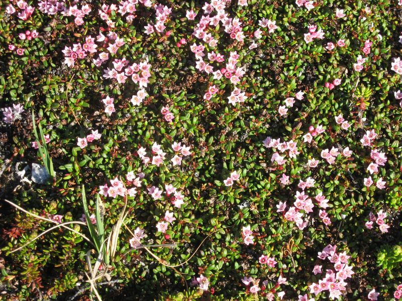 2008-06-24_mette_rumle_blomster_014
