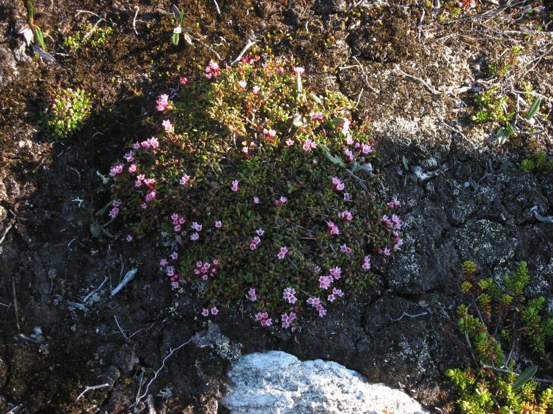 2008-06-24_mette_rumle_blomster_015