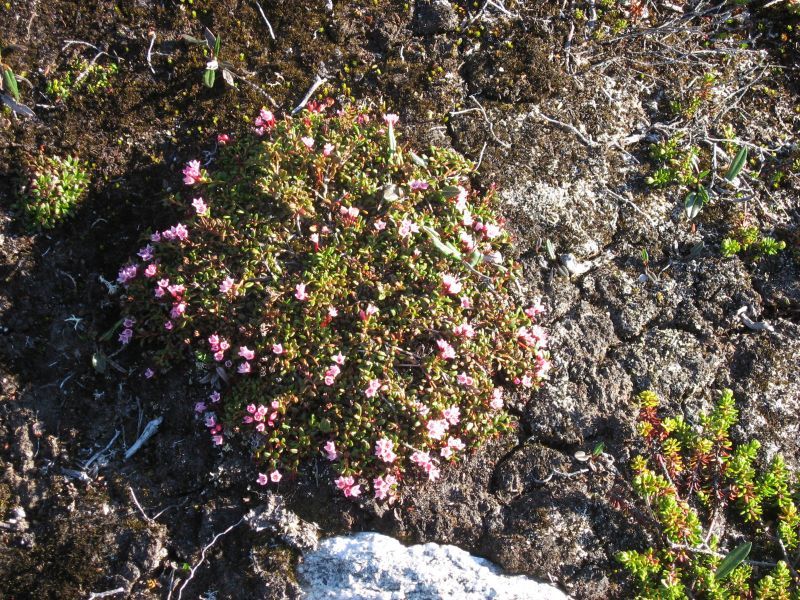 2008-06-24_mette_rumle_blomster_016