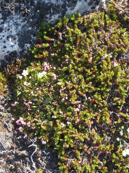 2008-06-24_mette_rumle_blomster_019