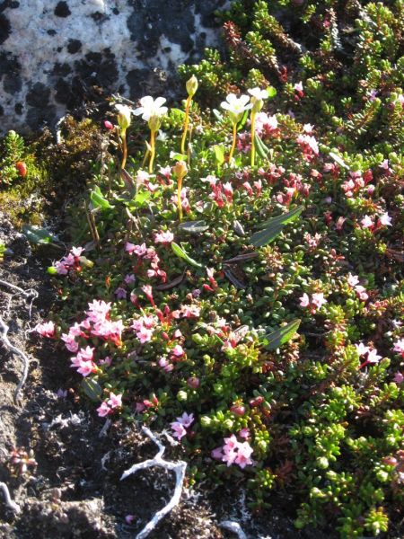 2008-06-24_mette_rumle_blomster_020