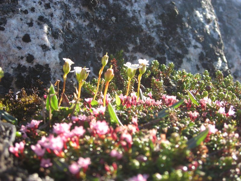 2008-06-24_mette_rumle_blomster_021