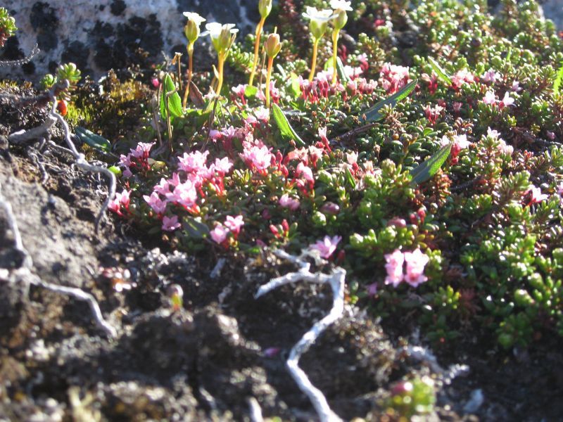 2008-06-24_mette_rumle_blomster_022