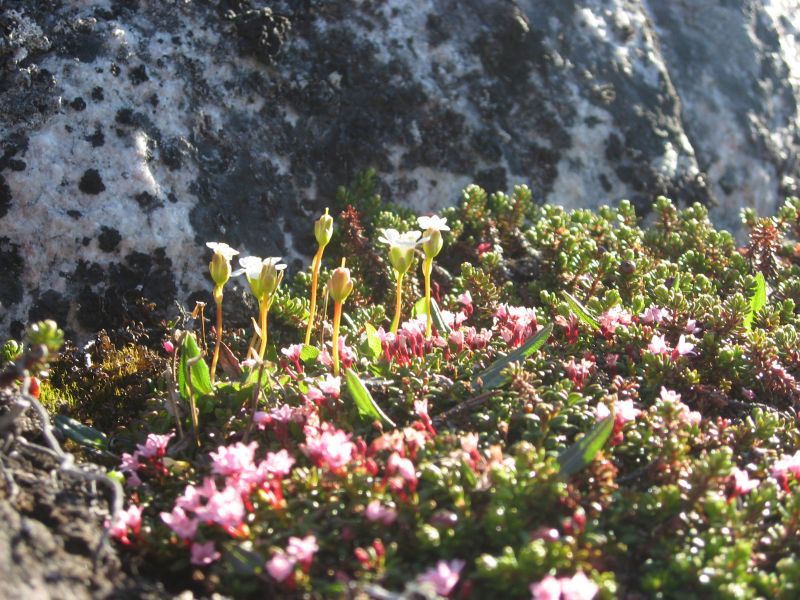 2008-06-24_mette_rumle_blomster_023