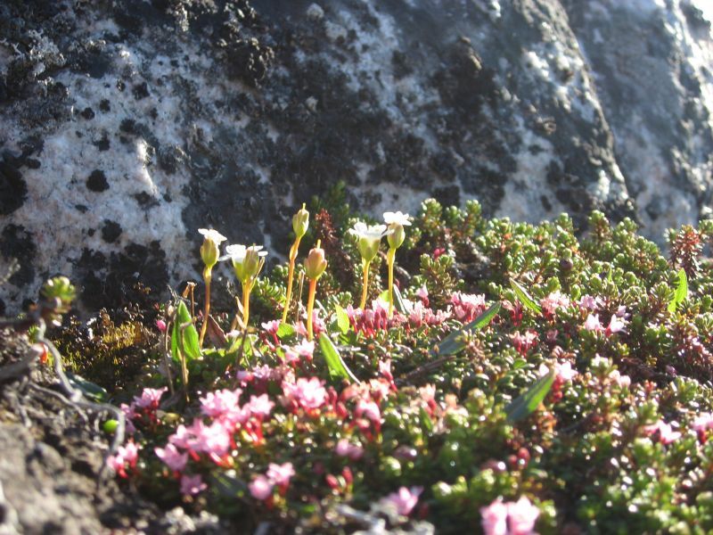 2008-06-24_mette_rumle_blomster_024