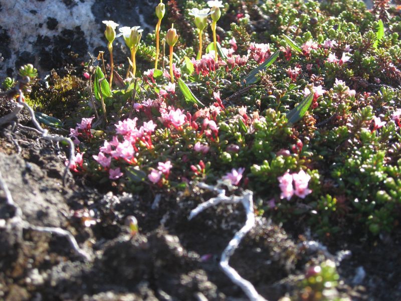 2008-06-24_mette_rumle_blomster_025