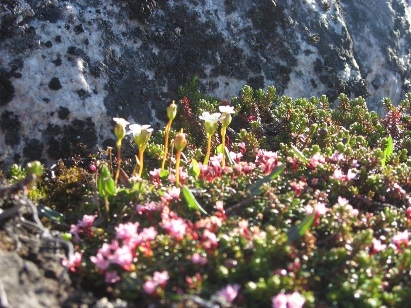 2008-06-24_mette_rumle_blomster_026