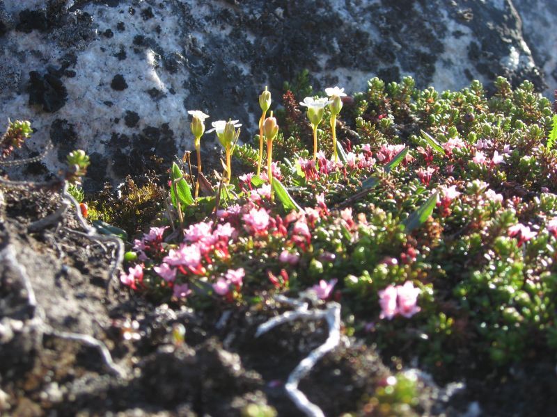 2008-06-24_mette_rumle_blomster_027