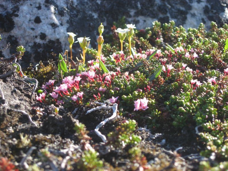 2008-06-24_mette_rumle_blomster_028