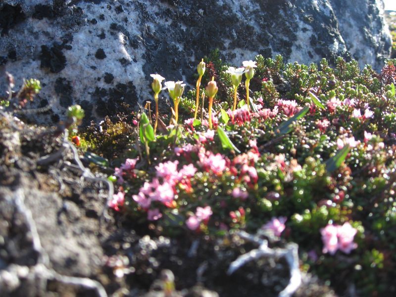 2008-06-24_mette_rumle_blomster_029