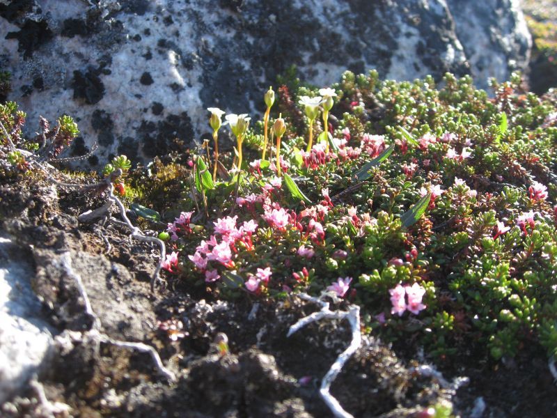 2008-06-24_mette_rumle_blomster_030